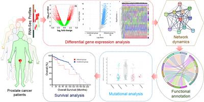 Differential Gene Expression and Weighted Correlation Network Dynamics in High-Throughput Datasets of Prostate Cancer